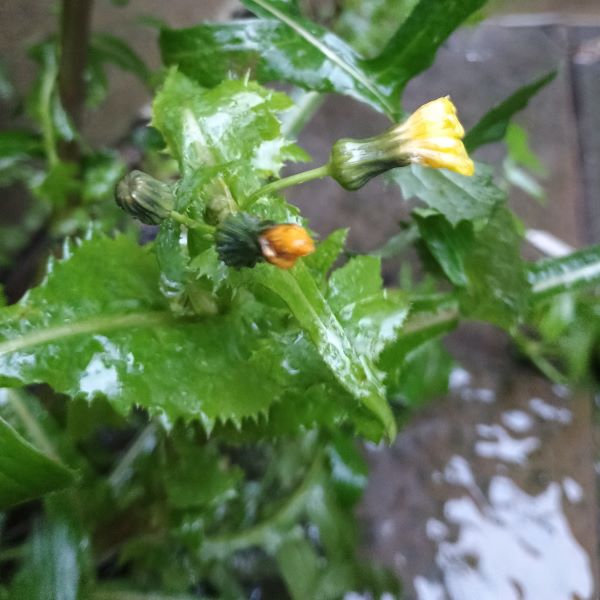 plant with jagged green leaves and yellow flowers