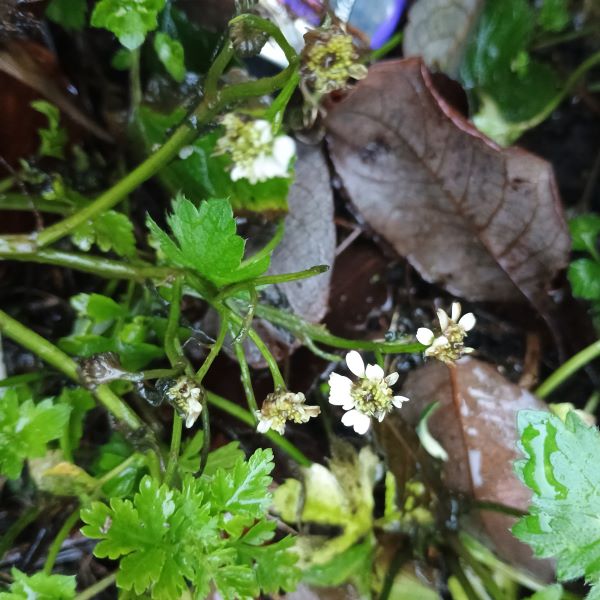 Plant with flowers having white petals and a greenish white centre