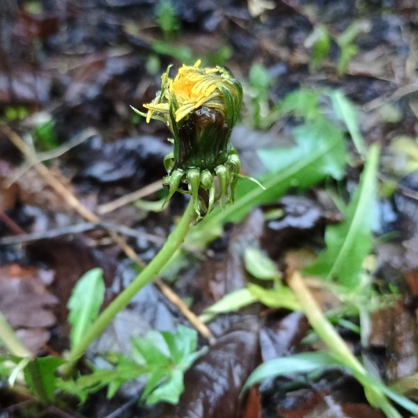 Yellow flower with battered down petals and looking very wet