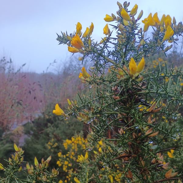 Spiny plant with masses of yellow flowers