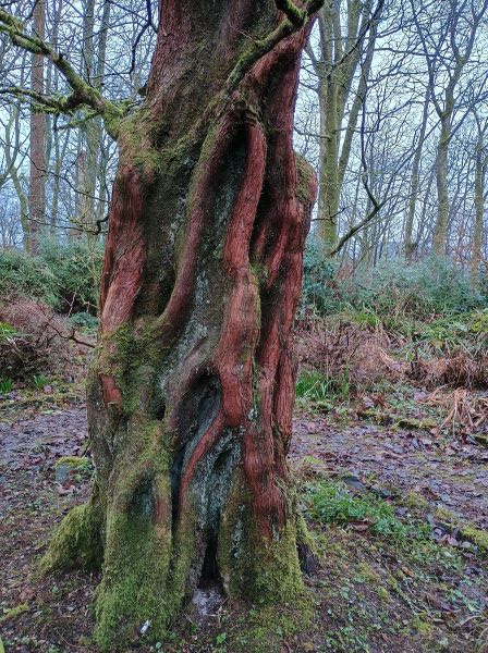 Close up of sinewy appearance of a red-barked tree