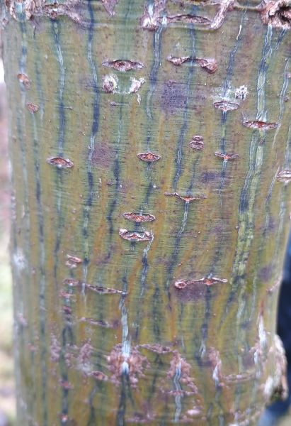 Close up of a tree trunk with green, red and silver vertical stripes
