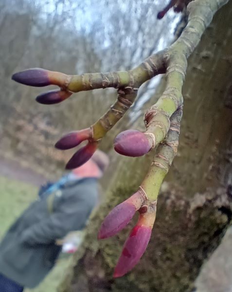 Close up of dark red, waxy looking buds on green stems
