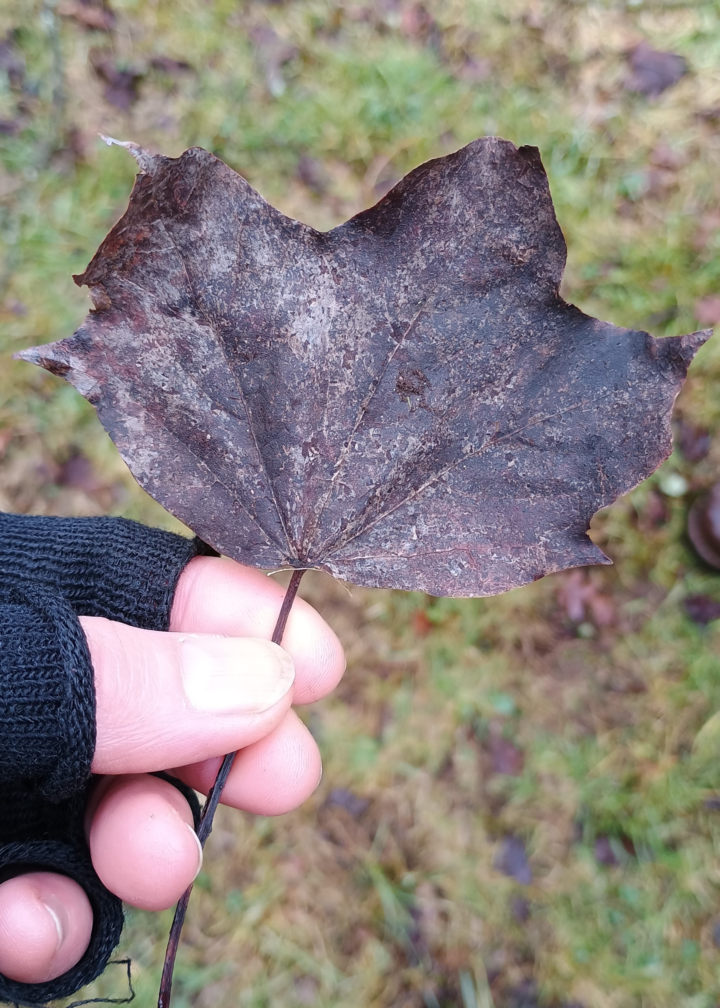 Close up of withered leaf with three main points, in typical maple shape