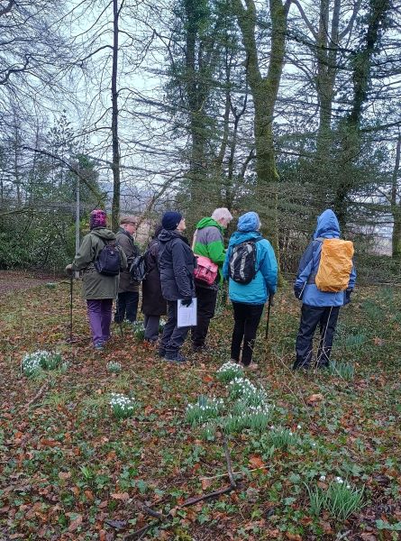 Group of seven people standing in a woodland looking at a small conifer with snowdrops in flower in the foreground