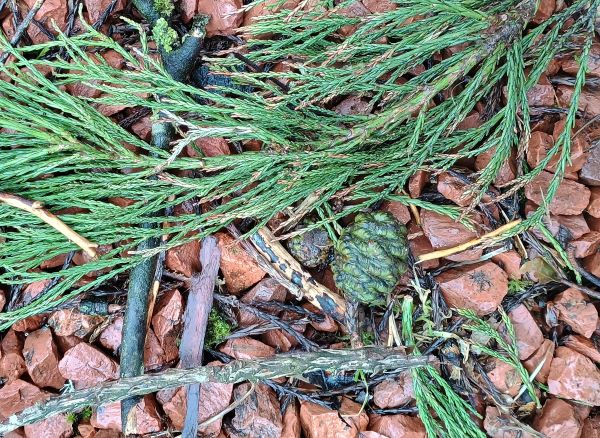 Close up of conifer leaves and cone lying on top of red gravel