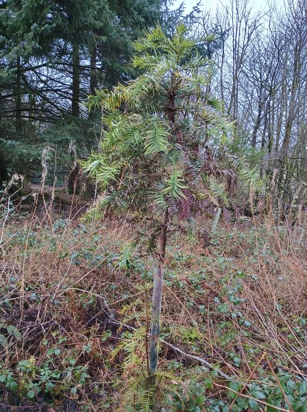 Small, spindly conifer with large divided leaves