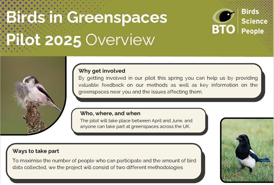 Screen grab from Birds in Greenspaces Pilot 2025 Overview leaflet with photographs of 2 birds and information on why get involved, where, when and how.