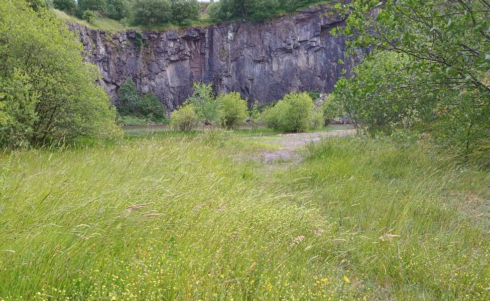 A grassy area with trees and quarry wall in background