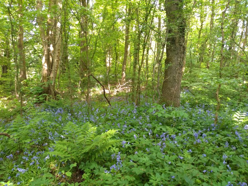 Trees with the surrounding woodland floor a mass of bluebells and greenery.