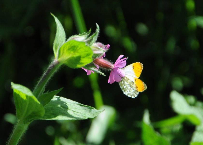 butterfly drinking nectar from a flower