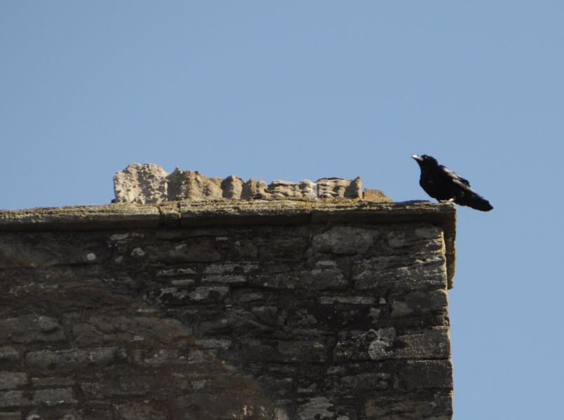 Bird perched at top of stone wall