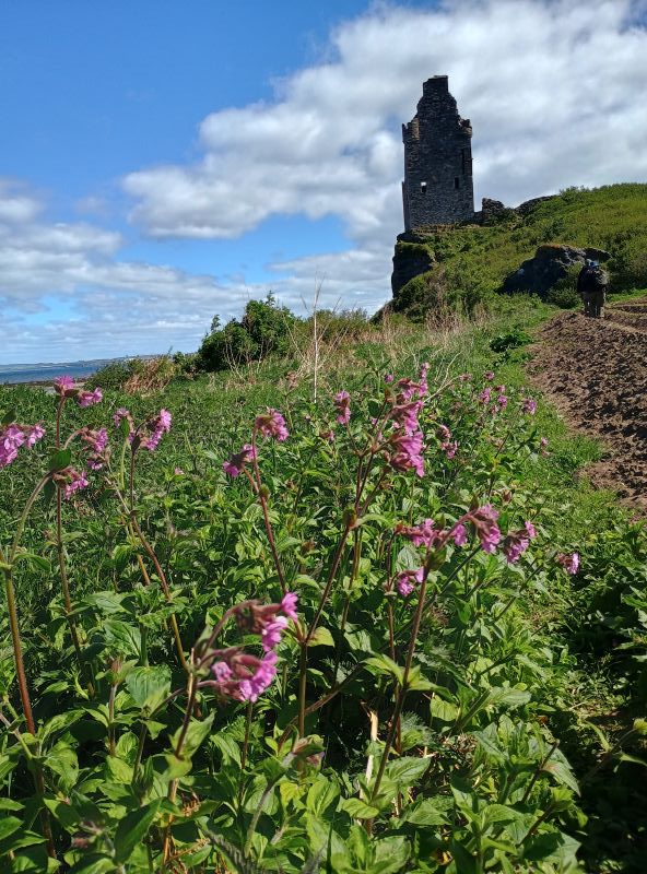 Wild flowers with castle in background