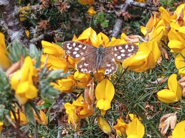 Join in the Big Butterfly&nbsp;Count