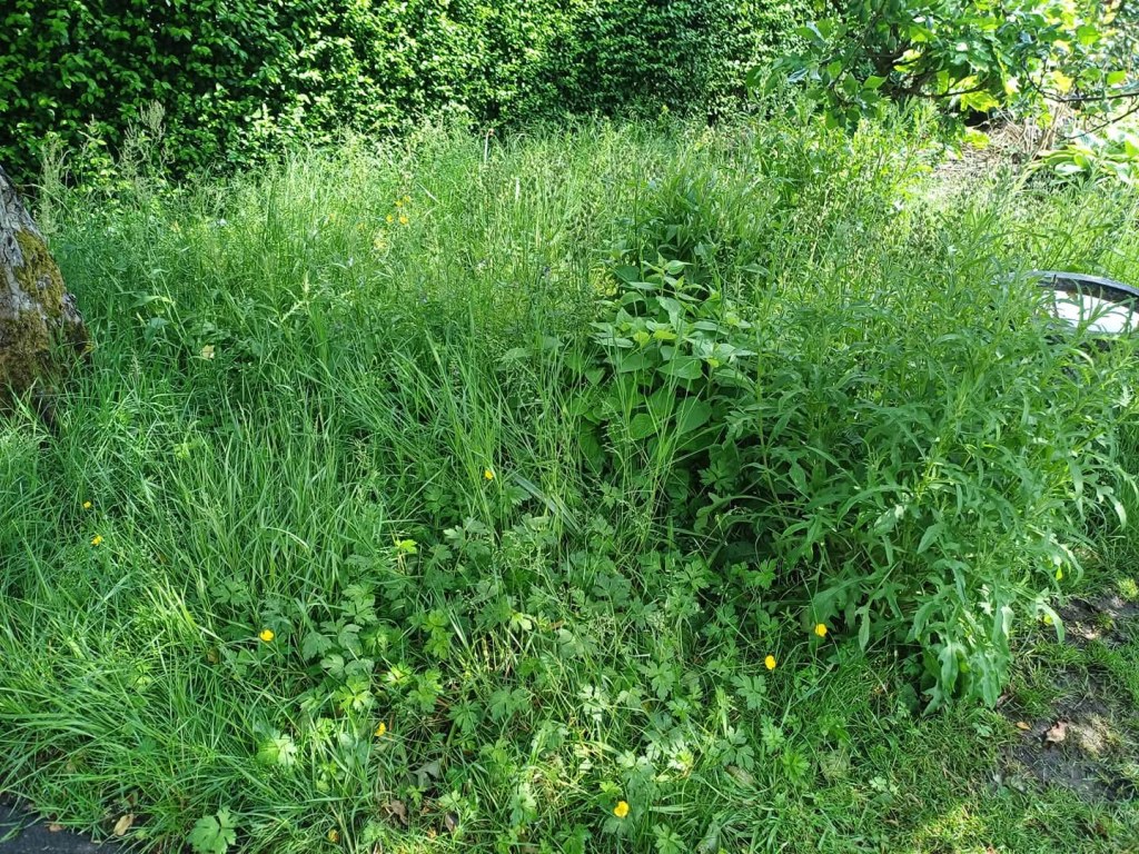Lawn with tall grasses and wild flowers