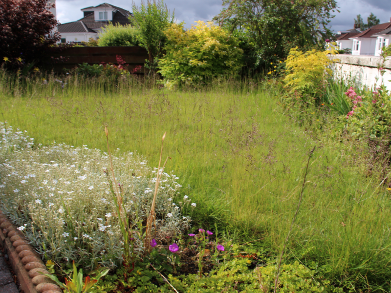 No Mow May&nbsp;2025