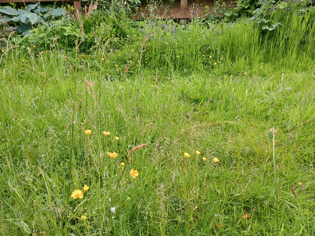Lawn with tall grasses and wildflowers