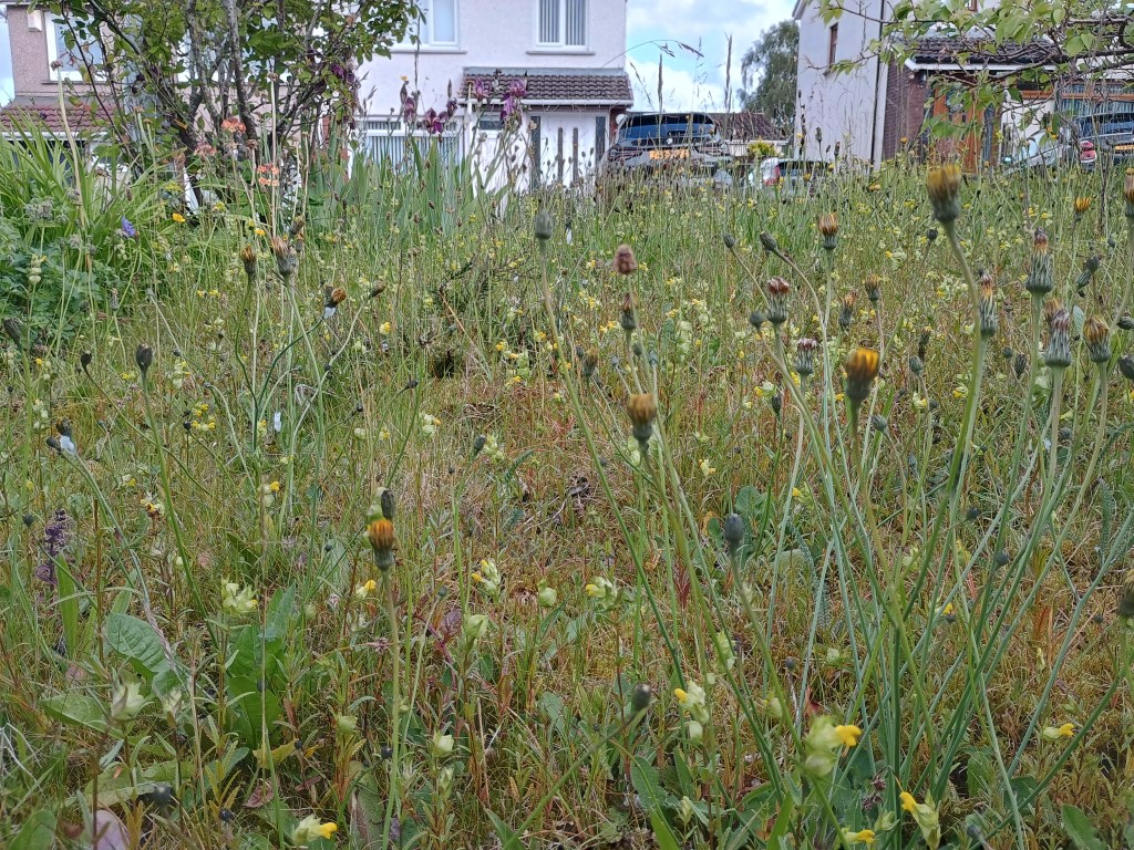 Lawn full of wildflowers and very little grass