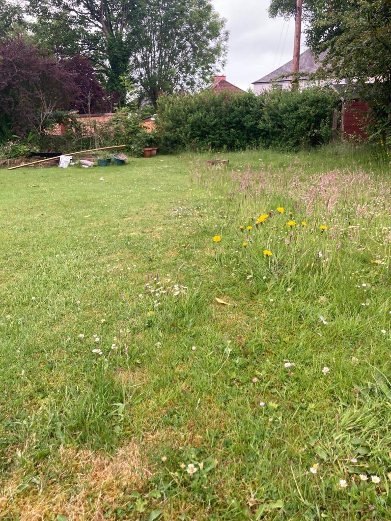 Lawn with edges uncut and full of wild flowers