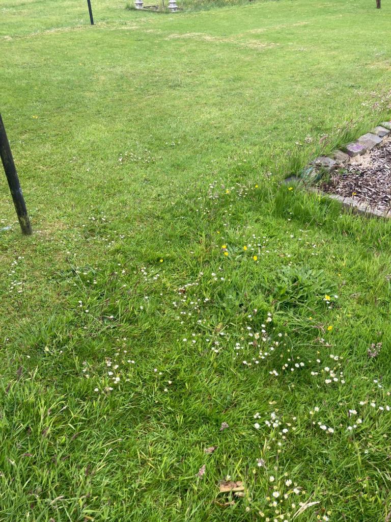 Lawn with one half closely mown and the other half unmown and full of wild flowers