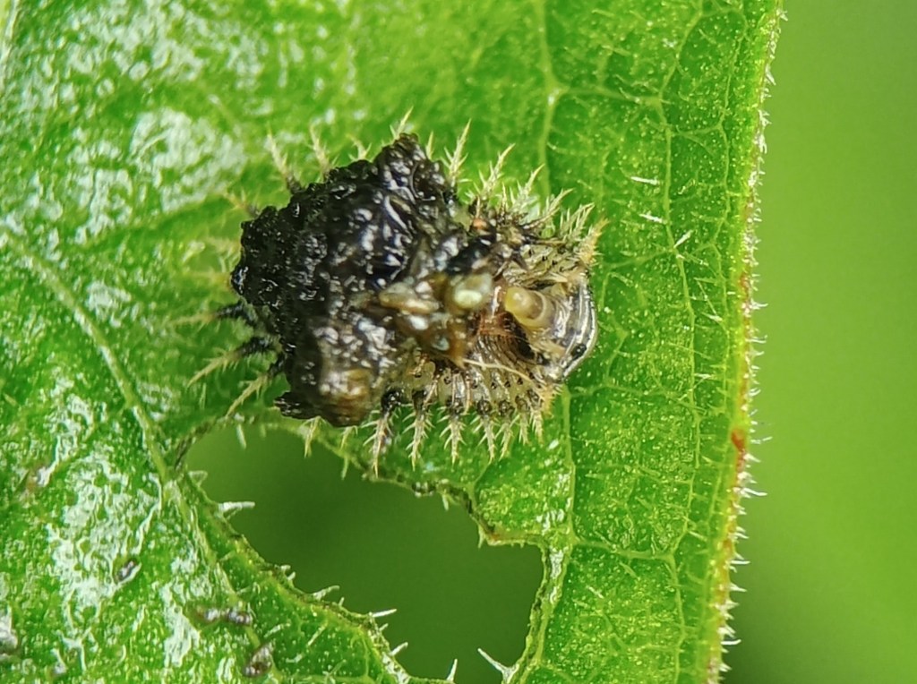 Close up of a dark squidgy substance above an oval shaped insect with a frill of hairs around its edge