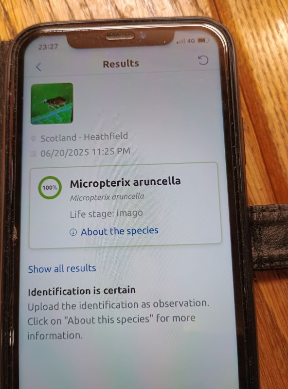 Results page from app identifying a moth