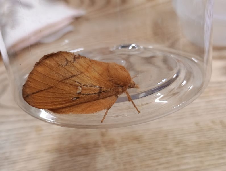Pale brown moth in a tub