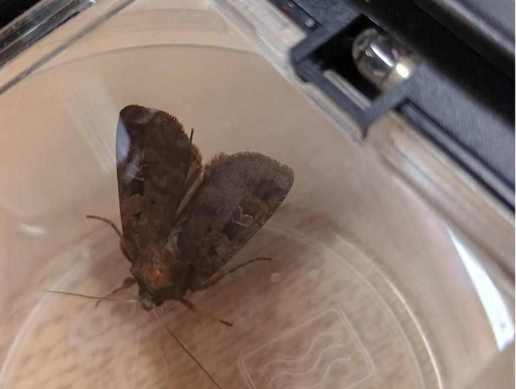 Dark purplish moth with blotches