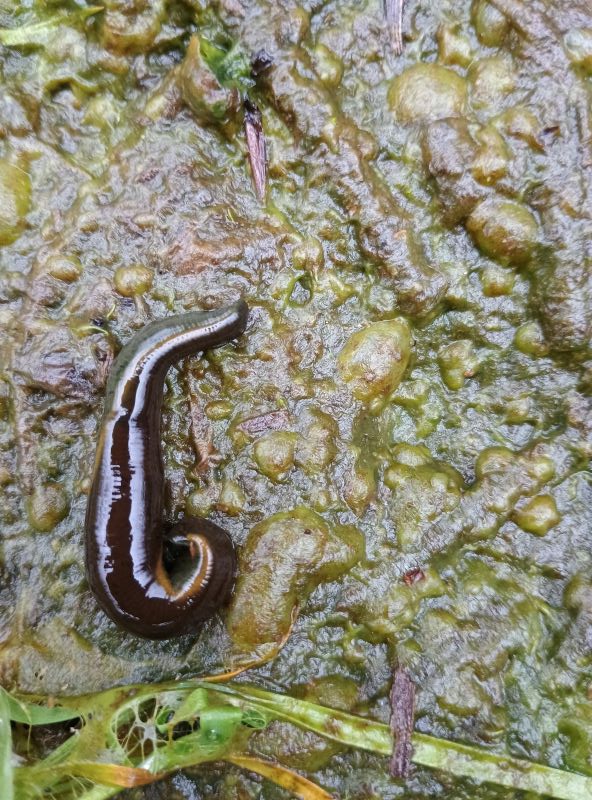 Close-up of a worm-like leech on green algae covered ground