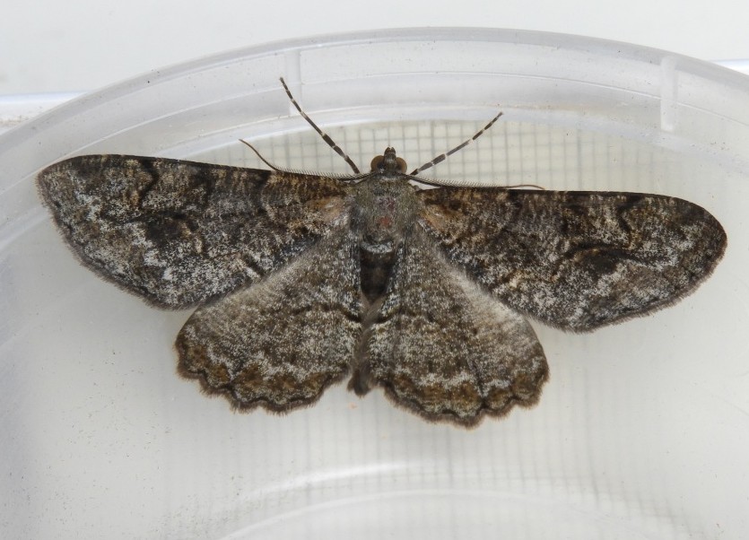 Speckled brown and black moth