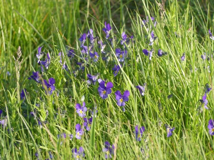 Cluster of purple pansy flowers poking above long grass