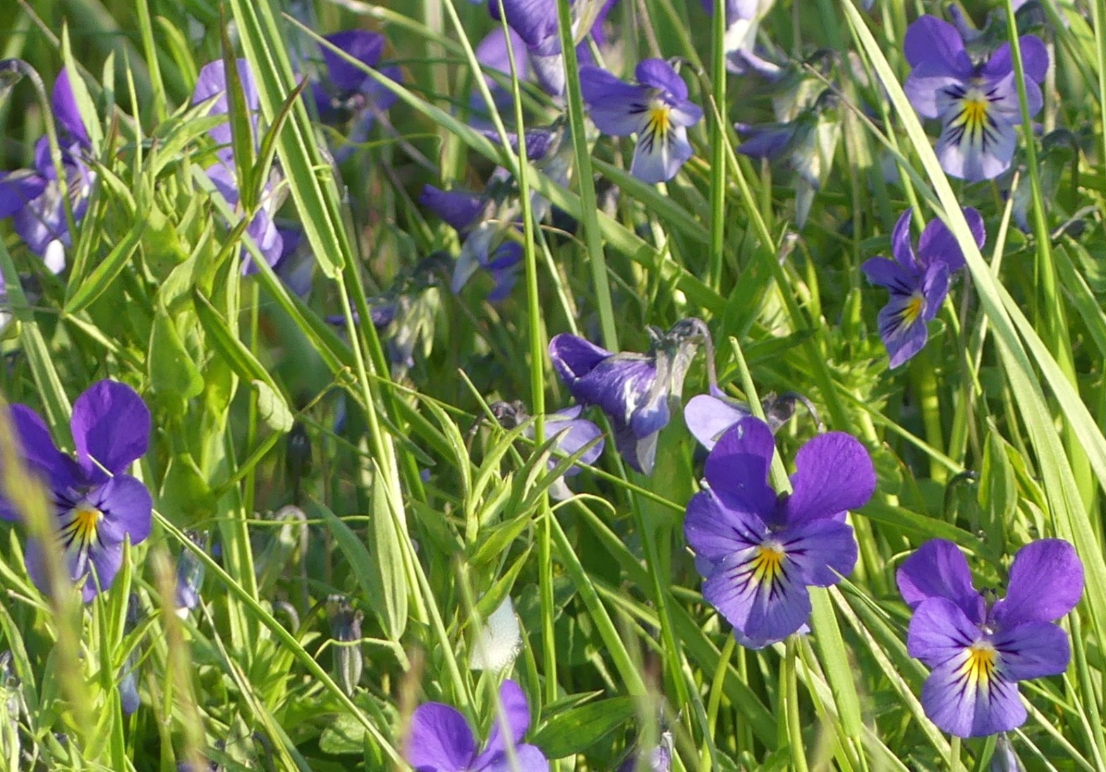 Close up of purple pansy flowers