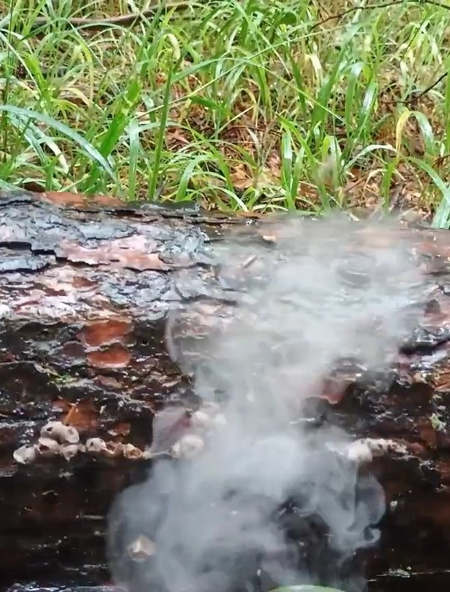 Close-up of a log with a cloud of 'smoke' in front of it