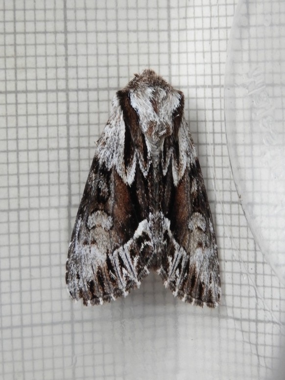 Brown and white moth with jagged line markings