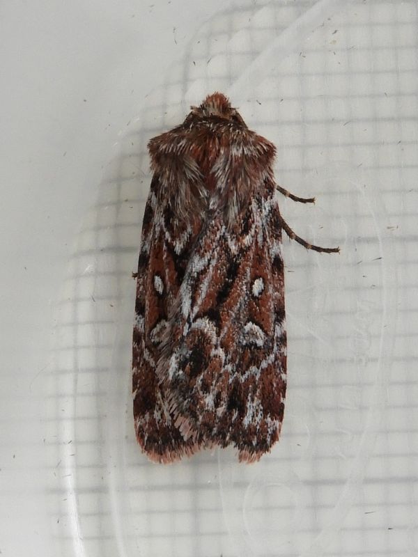 Brown and white moth with lines and blotches