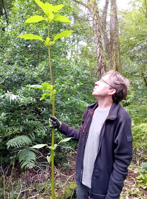 Person standing next to a tall thin plant towering above their head