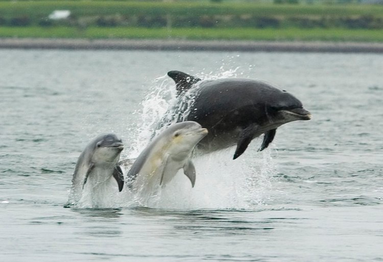 Adult and two young bottlenose dolphins emerging from water with land in the background