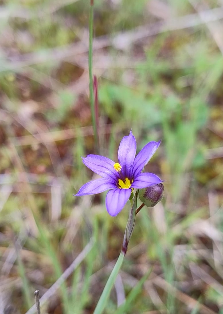 A purple flower with yellow center
