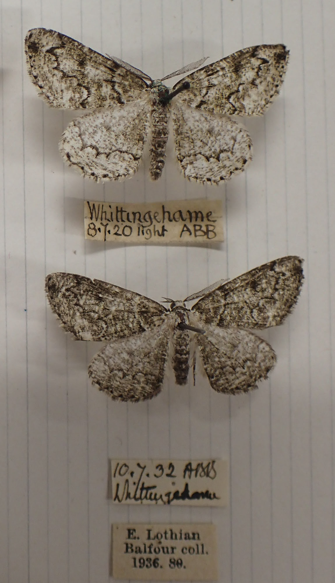 close up of moth collection