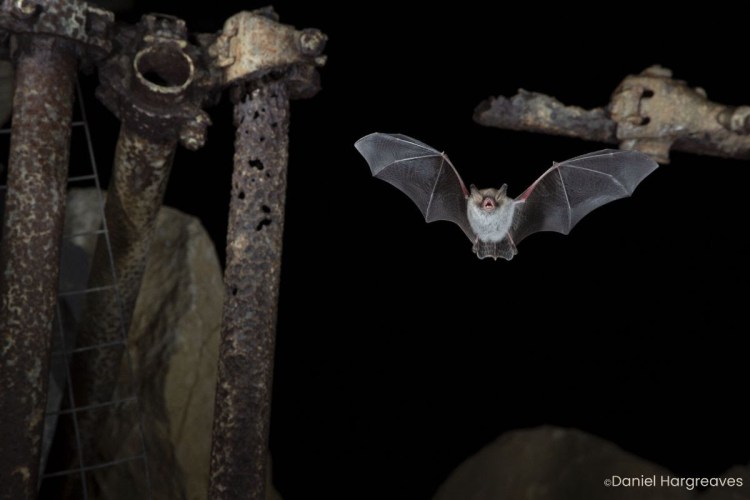 Bat in flight next to old scaffolding
