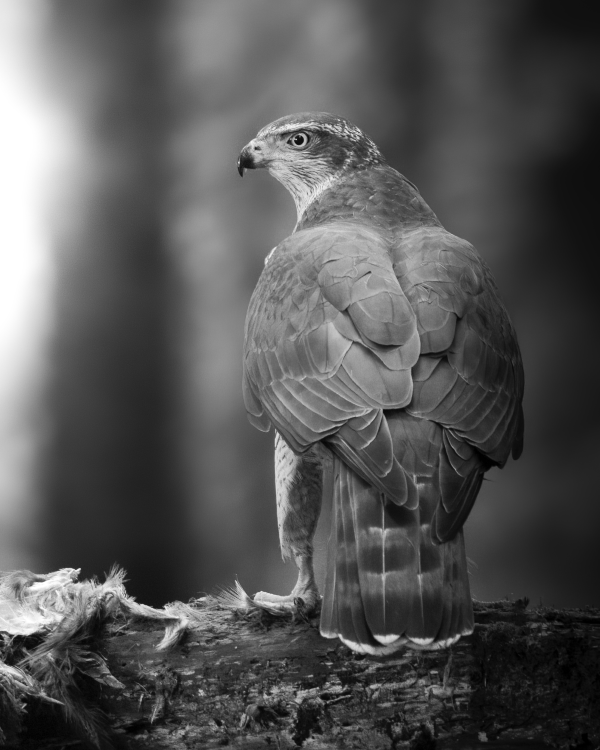 black and white image of a bird of prey standing on a branch with feathers scattered around