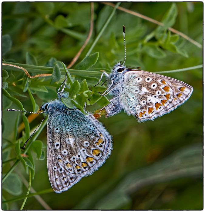 A pair of butterflies mating on a plant
