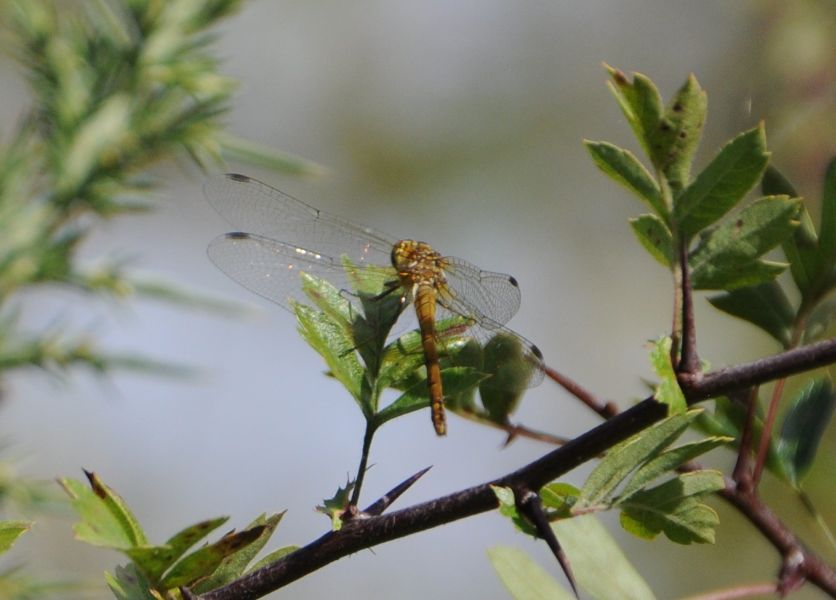 
A dragonfly on a branch