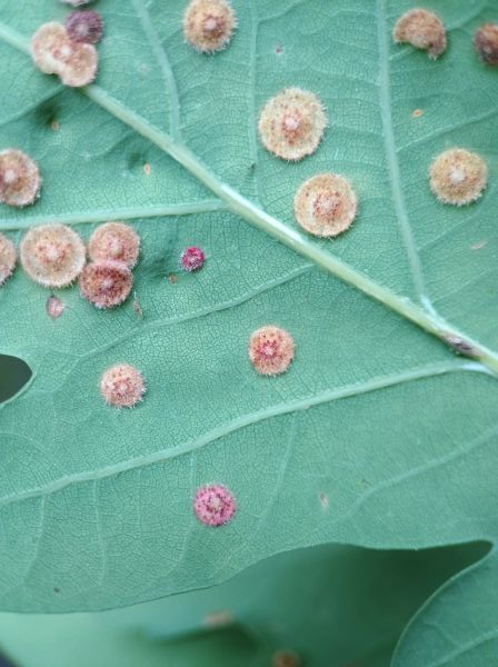 Back of an oak leaf with circular growths growing out the surface