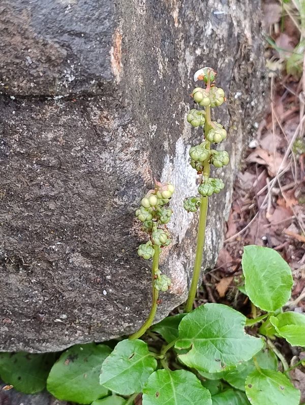 A plant growing from a rock