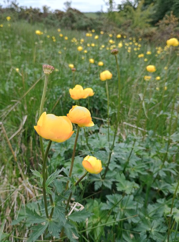 Close up of a yellow flower in a field full of yellow flowers