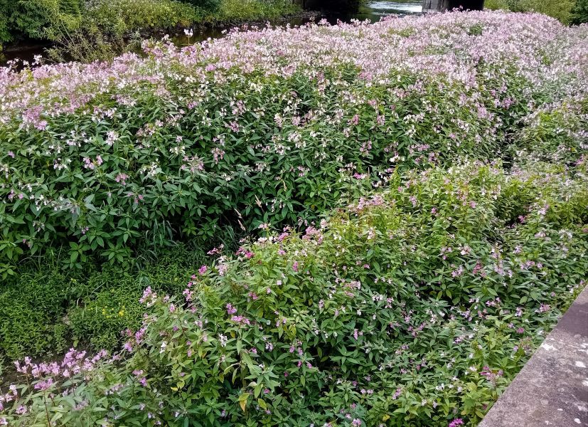 A large area full of the same plant with a mass of pink flowers, next to a river