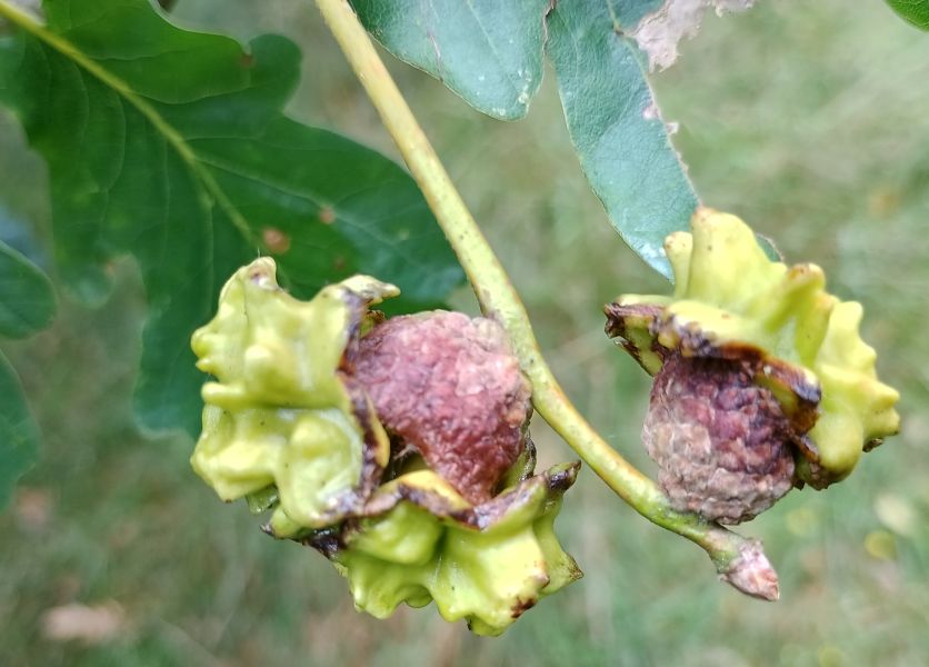 Close up of an acorn with abnormal growth above the cup