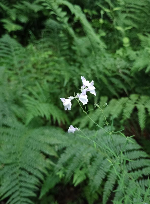 A close-up of a pale blue plant in front of ferns