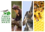 Paisley Natural History Society logo of a Lesser Whitethroat bird and images of a Pine Marten, Peregrine and Bees